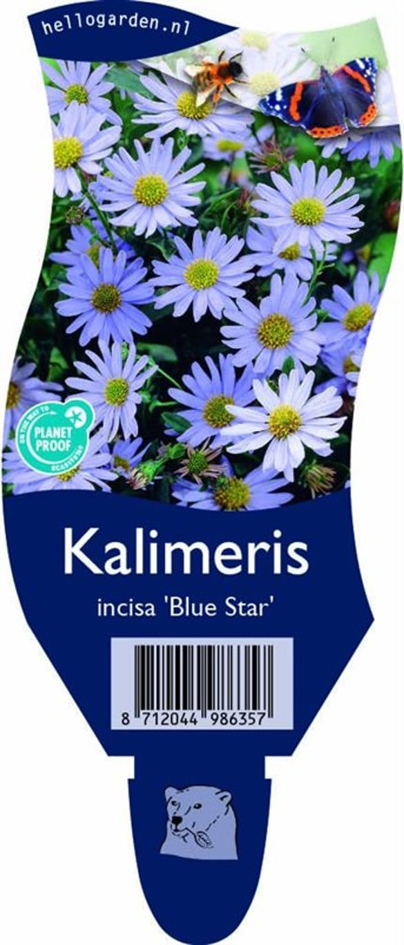 Kalimeris incisa 'Blue Star' - P11